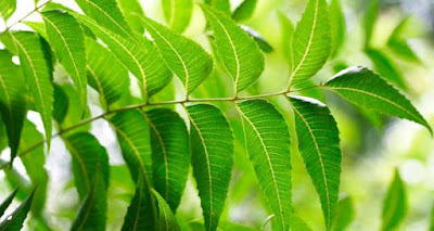 চমৎকাৰী পাতৰ মাজত সোমাই আছে ডায়েবেটিছৰ ঔষধ…Miracle Leaves for Diabetes In Assamese