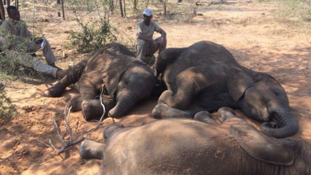 Perburuan Gajah di Afrika Selatan