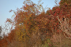Фото Укринформ: осенние деревья
