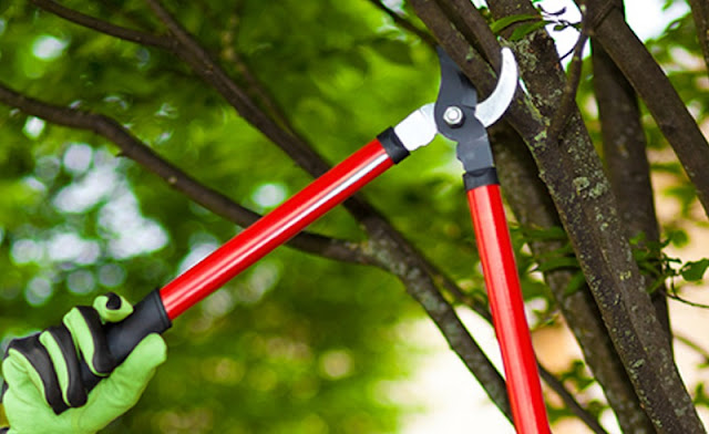 Tree-Pruning-Epping-and-Ryde