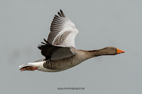 Naturfotografie Wildlifefotografie Lippeaue Olaf Kerber