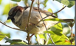 IMG_9129