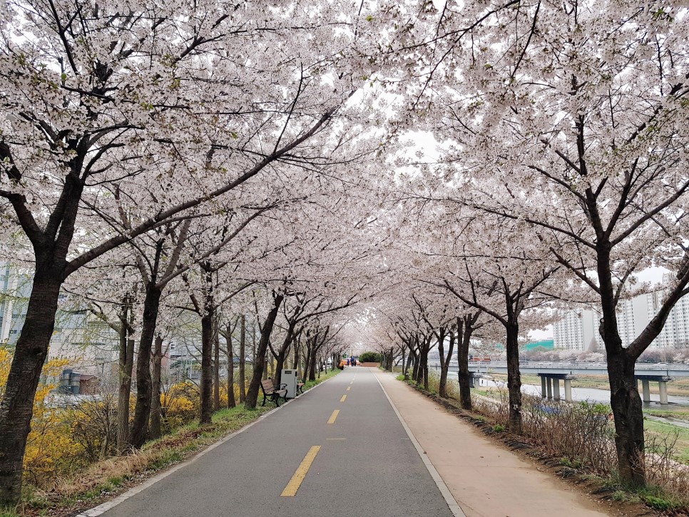 مجرى نهر آنيانغ تفتح أزهار الكرز في كوريا الجنوبية 2023