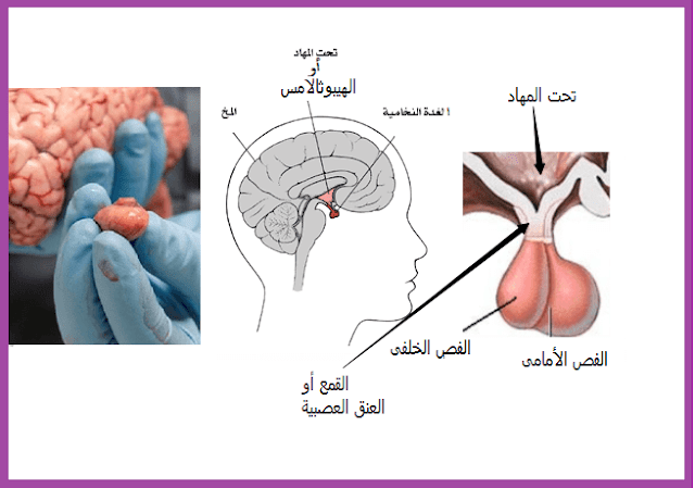 الغدة النخامية 