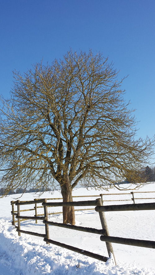 Winter Schnee Annette Diepolder Baum Sonnenschein