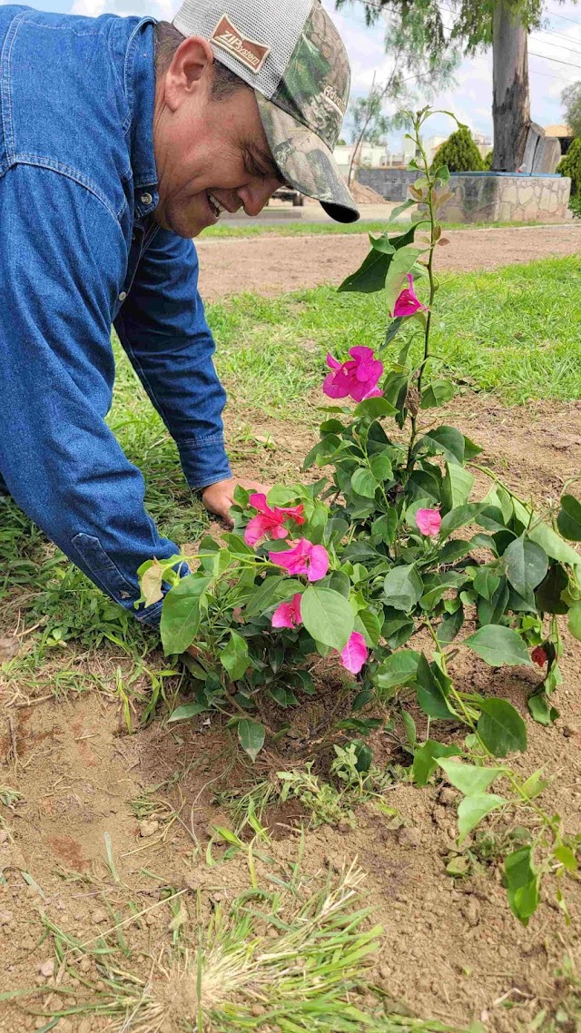 FORTALECE MUNICIPIO DE AGUASCALIENTES ACCIONES DE REFORESTACIÓN EN DIVERSOS PUNTOS DE LA CIUDAD.