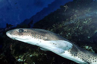 Brown Spotted Catshark