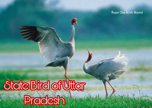 उत्तर प्रदेश का राजकीय/राज्य पक्षी || State Bird Of Uttar Pradesh ||