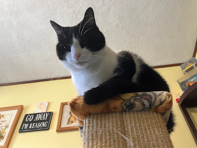 black and white cat on top of scratching post