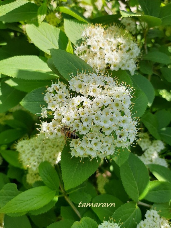 Калина буреинская (Viburnum burejaeticum)