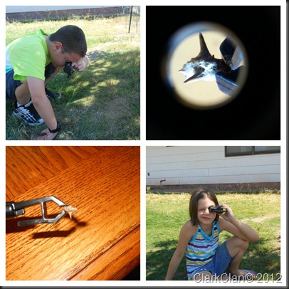 Discovery Scope goathead picture