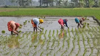 Agricultural loans