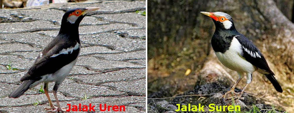 Jalak suren/uren