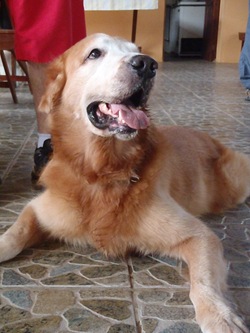 Patas 21 (34)