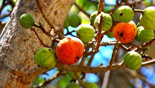  Gambar  Buah  Tin Aku Buah  Sehat