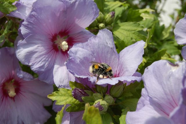 Hibiscus met hommel