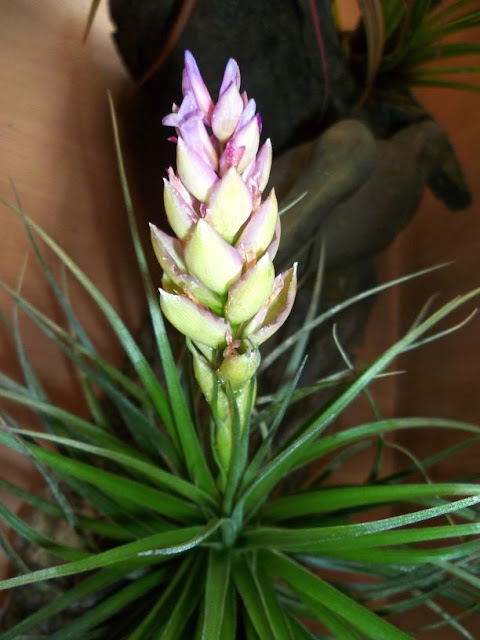 Jenis Tanaman Hias Indoor - Tillandsia Stricta