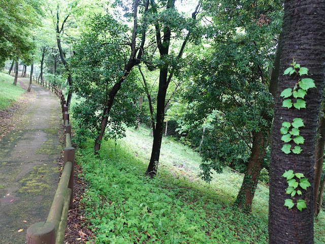 鳥取県西伯郡大山町妻木 鳥取県立むきばんだ史跡公園　弥生の森　遊歩道