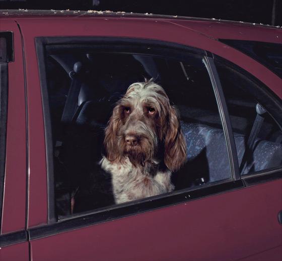 martin usborne cachorros cães silêncio dentro carro