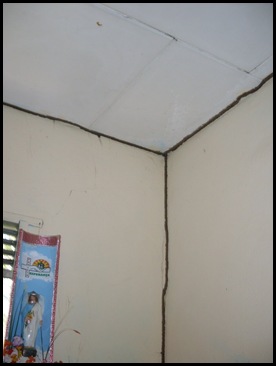 Teto de gesso tomado por insetos
