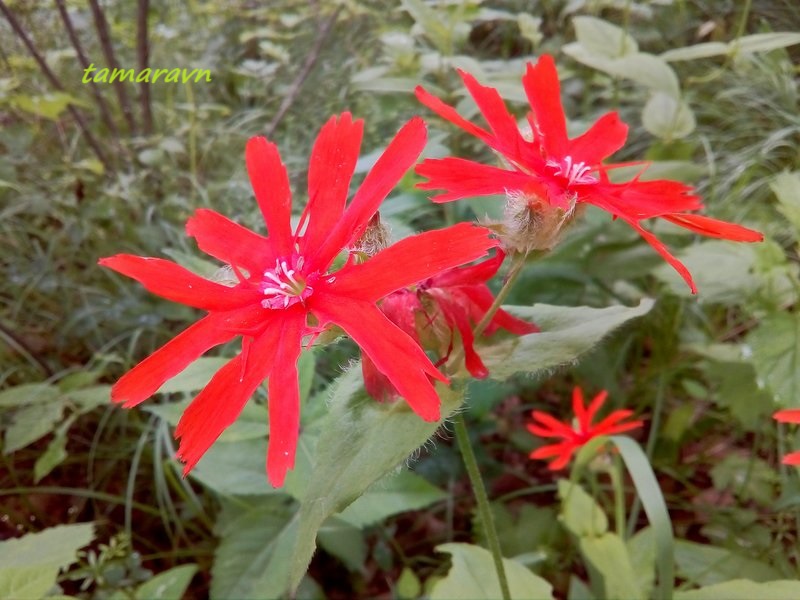 Зорька сверкающая (Lychnis fulgens)