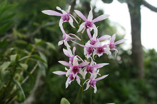 Singapore orchid garden. Сингапур, сад орхидей