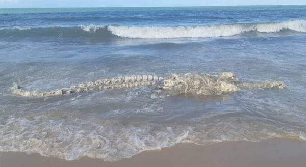 Carcaça de animal com 7 metros é encontrada no litoral do RN