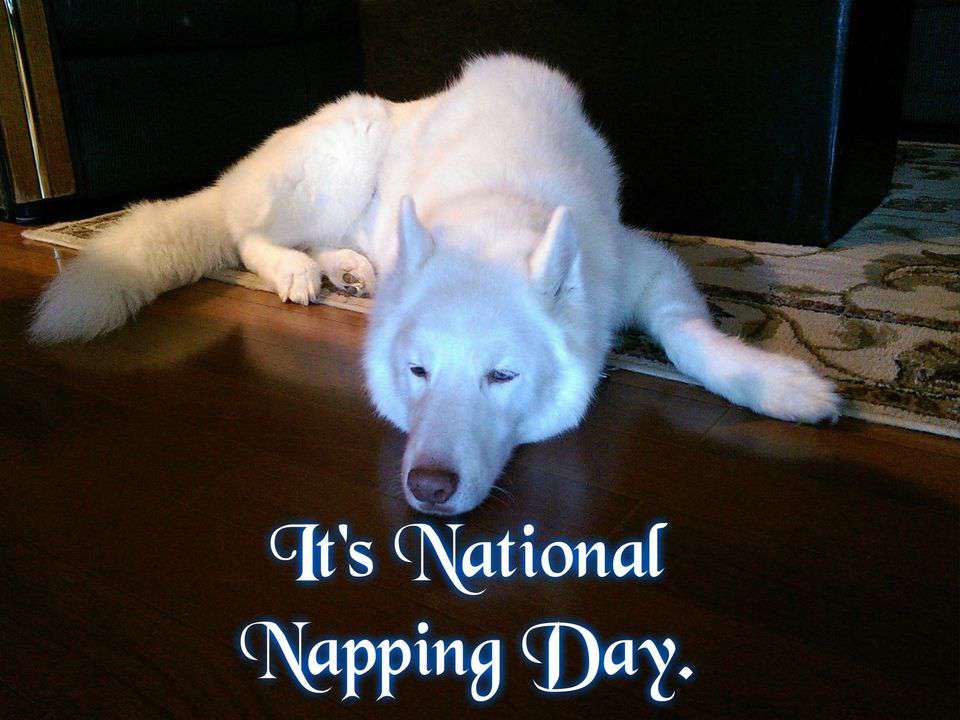 National Napping Day Wishes