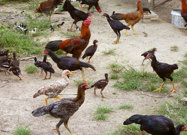 Peluang Usaha Ternak Ayam Kampung Secara Tradisional