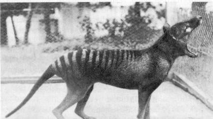 tasmanian tiger 10 Spesies Hewan yang Menakjubkan yang telah Punah