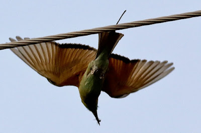 Green Bee-eater