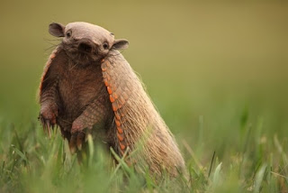 Funny Armadillos