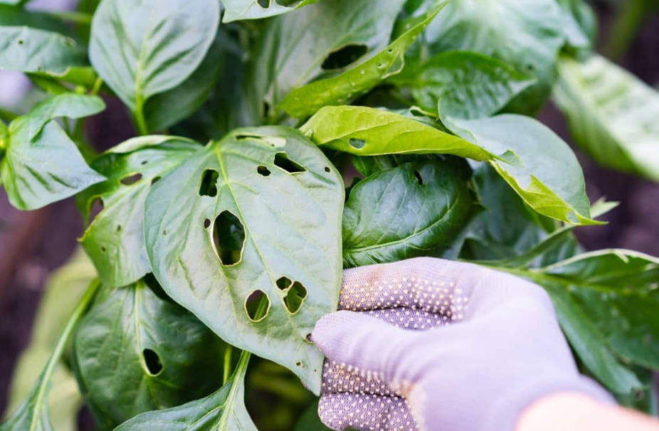 Identifying and Controlling Common Vegetable Pests