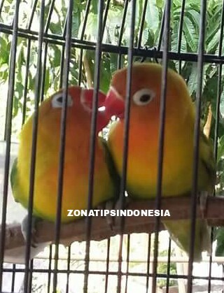 CARA MEMBEDAKAN JENIS KELAMIN BURUNG LOVEBIRD LENGKAP DENGAN GAMBAR