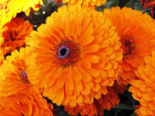 Calendulas