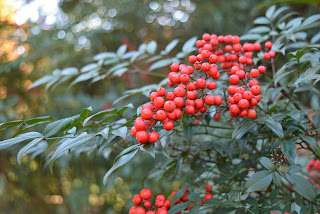 Japanese trees