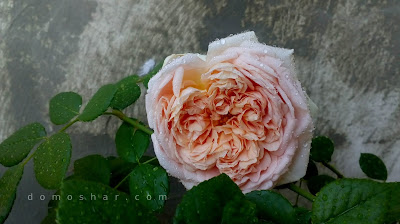 Abraham Darby rose second... or third bloom 2018