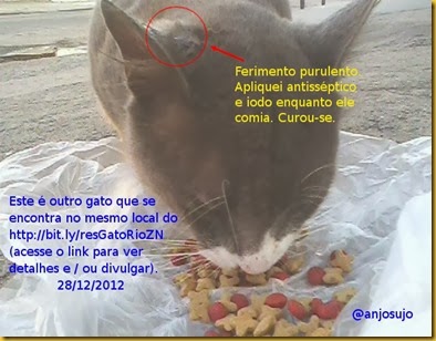 gato cinzento abolição rio zn