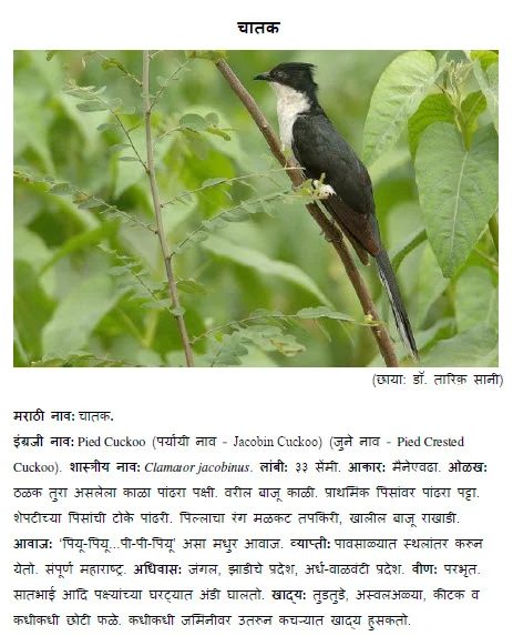 Pied cuckoo chatak bird information in marathi