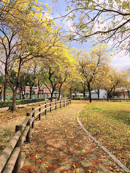 台中大坑廍子公園黃花風鈴木盛開，全家出遊賞花拍美照好去處