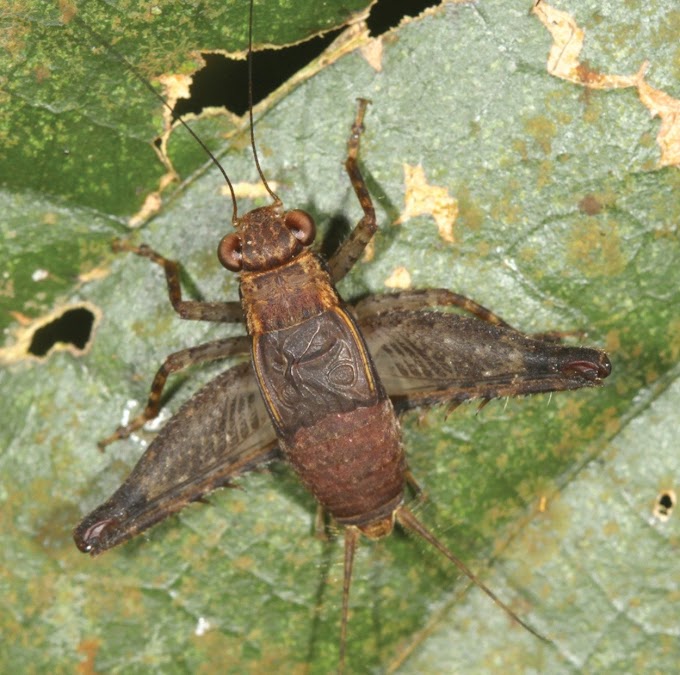   [Entomology • 2019] Lebinthus sandakan • Crickets of the Subfamily Eneopterinae (Orthoptera: Grylloidea) from Sandakan, Sabah: One New Species and Calling Songs of Cardiodactylus borneoe, A Sympatric Species