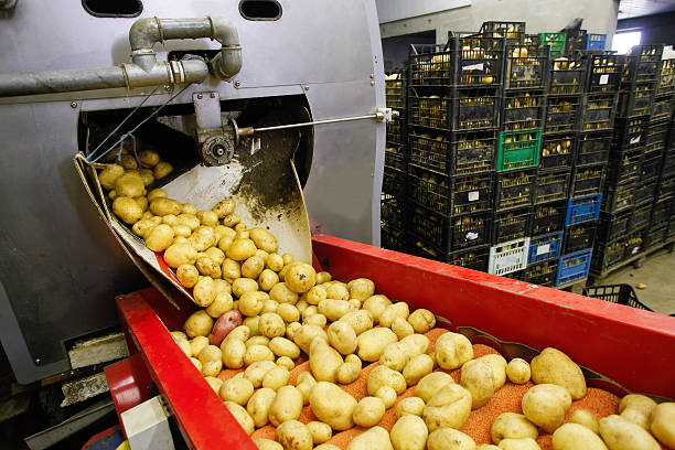 Potato Processing Market