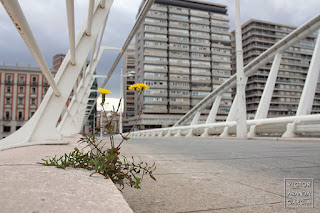 Fotografía de una planta creciendo en el puente de la peineta de Valencia