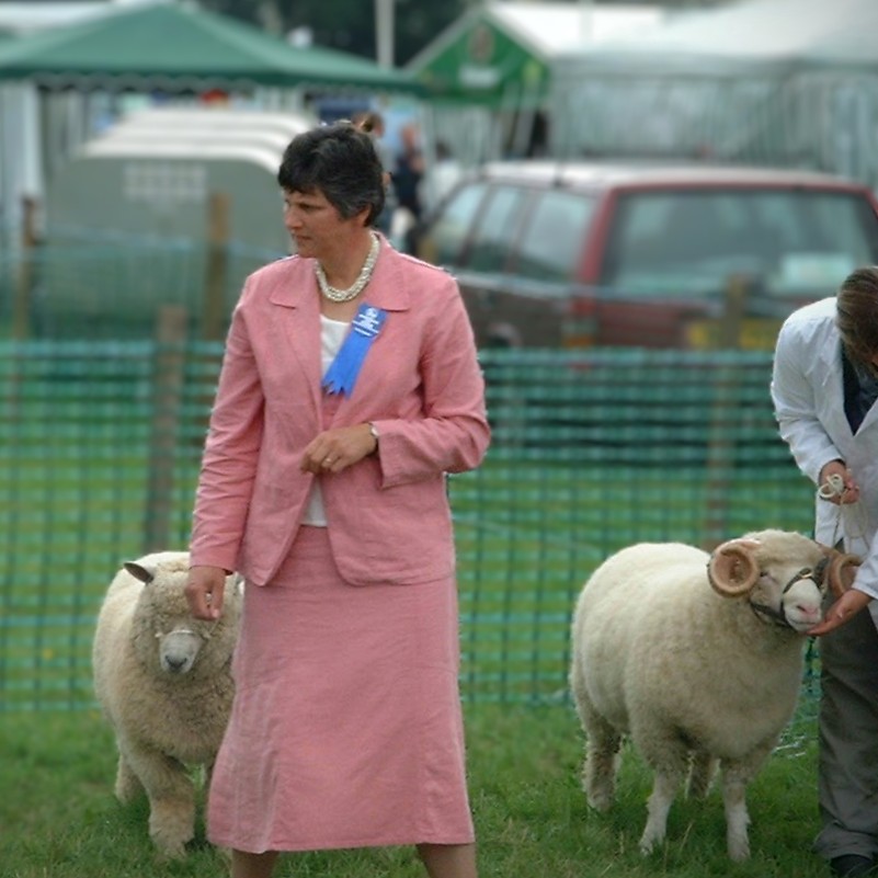 Farm animal judging at a Welsh Agriculture Show