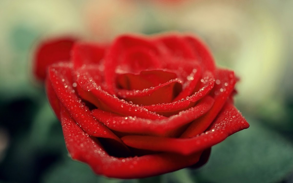 Water Drops on Red Rose Widescreen Wallpaper
