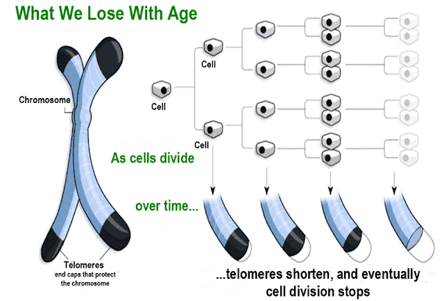 vivix memanjangkan telomeres