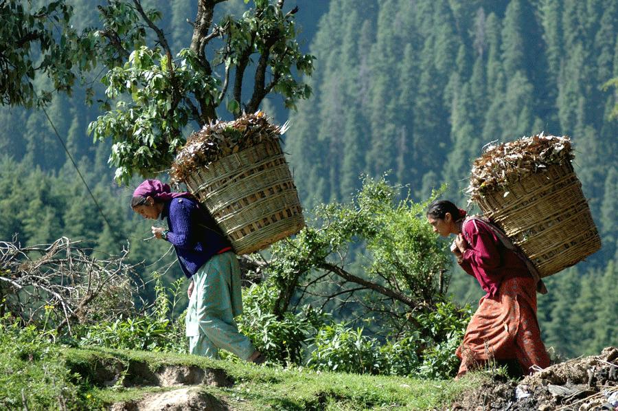 Darjeeling - India's Dream Land Seen On www.coolpicturegallery.us