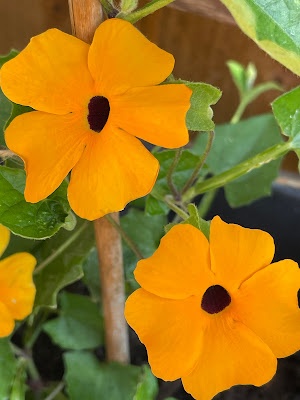 Thubergia alata - black-eyed Susan vine