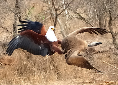 Eagle attacks