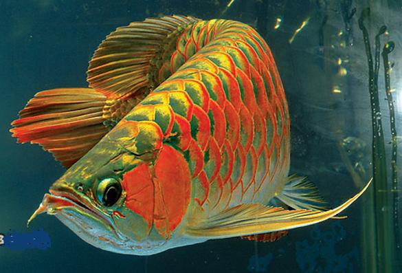 angle fish ikan  flower horn jenis jenis akuarium bekas 
